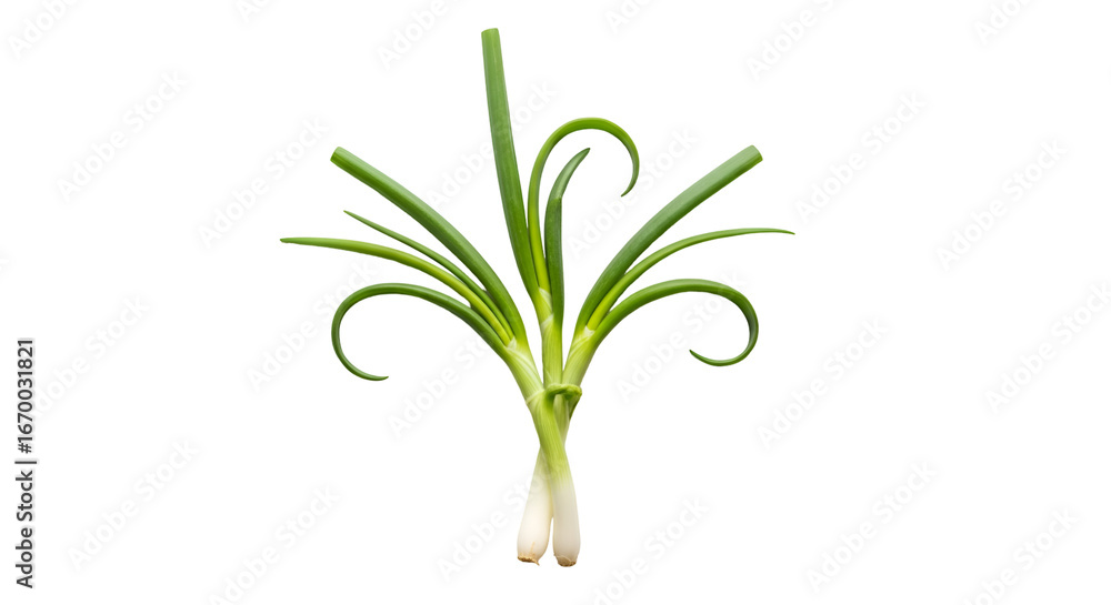 Obraz premium Fresh Spring Onions are Isolated Against Transparent Background in Studio Shot Still Life