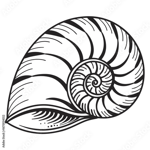 nautilus shell isolated on white background