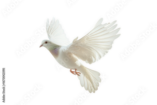 White dove flying isolated on transparent background, a symbol of peace and freedom