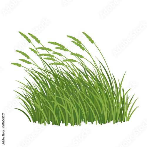 Lush Green Grass Blades Isolated Against White Background in a Botanical Illustration of a Vibrant Summer Meadow