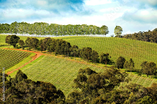 Vineyard rows stretch across rolling green hills under scattered clouds