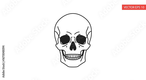 Anatomical human skull outline drawing in a minimalist style. Front view vector illustration for medical, scientific, or Halloween concepts