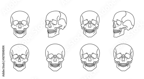 Human Skull Anatomy Illustrations Eight Views for Medical, Art, and Design