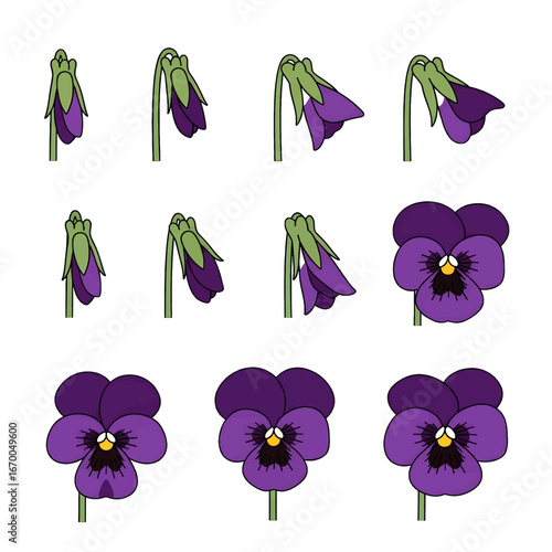 Animated Purple Pansies in Pixel Art Style Against A White Backdrop Showing Stages Of Bloom
