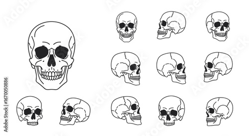 Line art illustration set of a human skull from different angles and perspectives