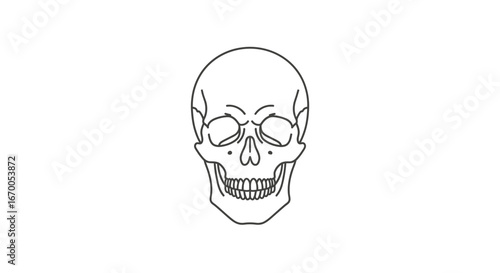 Line drawing of a human skull on a white background, perfect for medical or educational use