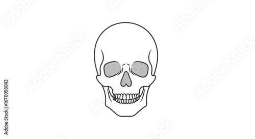 Human Skull Line Drawing, Artistic Representation of Cranium Anatomy