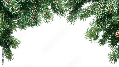 spruce branch green fir realistic Christmas tree isolated on a transparent background