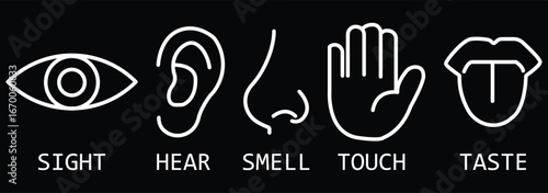 Five human senses editable stroke outline icons set. Flat vector illustration of human senses including ear, eye, nose, lips, and hand in minimalist design style. Five senses of human nervous system.