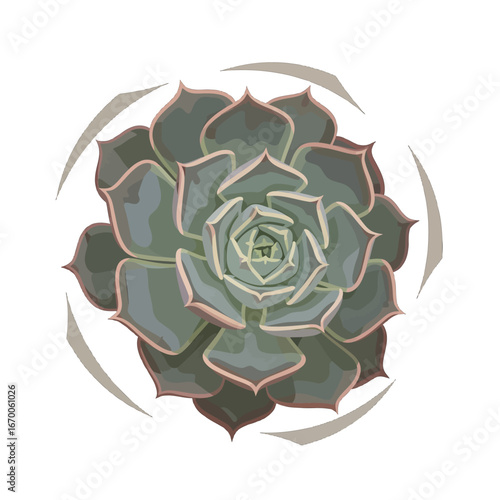 Top View of a Green Echeveria Succulent with Rosette Pattern on White Background in Digital Pixel Art Style