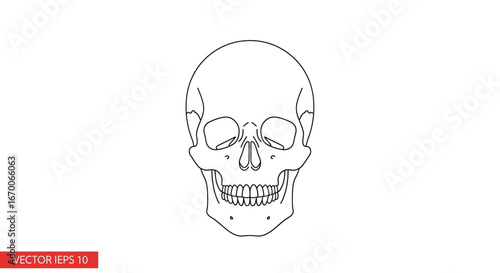 Human Skull Outline Simple Anatomy Illustration