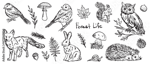 Forest animals and birds illustrations in black brush stroke texture isolated on white. Hand drawn vector sketch in vintage charcoal ink. Fox, hedgehog, owl, squirrel, hare, mushroom. Autumn forest