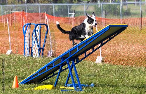 A black and white Border Collie dog running up a seesaw while competing in an outdoor dog agility course.