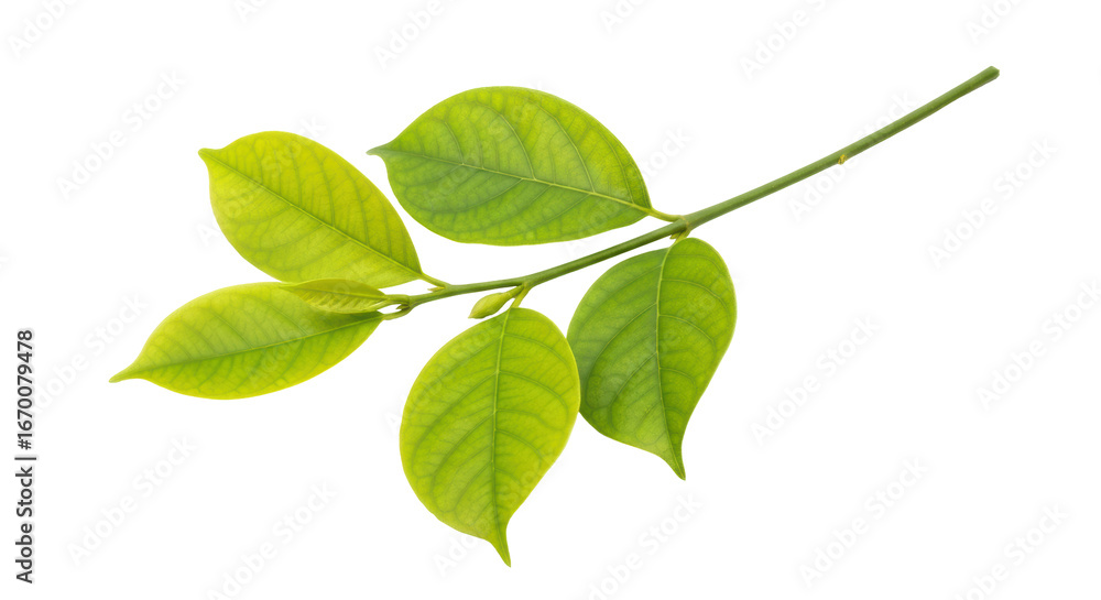 Fototapeta premium Isolated Green Leaves on Branch