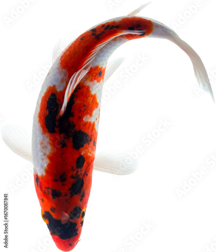 Koi fish