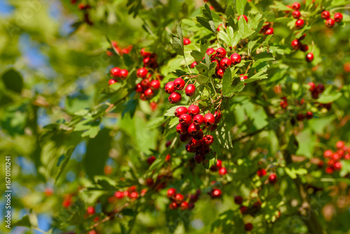 Wallpaper Mural Bright red hawthorn berries on a twig Torontodigital.ca
