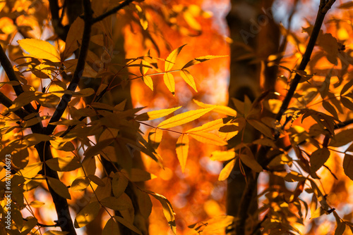 backlit veins through golden autumn leaves in sunset light