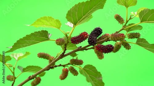 branch of a blackberry