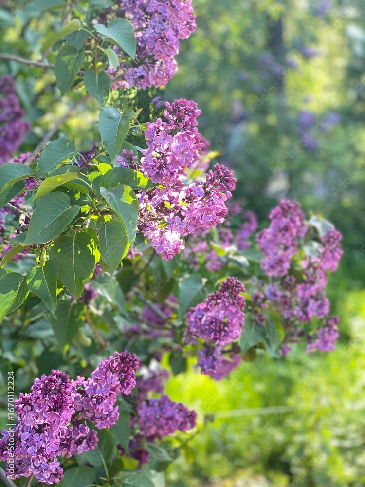 Fototapeta premium Lilac flowers blooming in lush garden with sunlit green foliage background in springtime