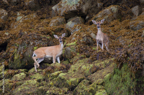 Two deer walking along a rocky shoreline look at the camera with big ears