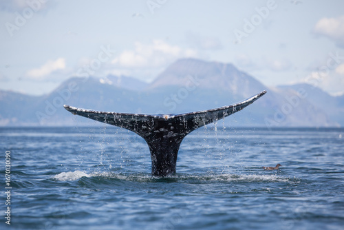 gray whale tail with water pouring off, fluke up dive with mountains in the background