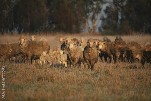 Flock of sheep grazing on a sunlit paddock