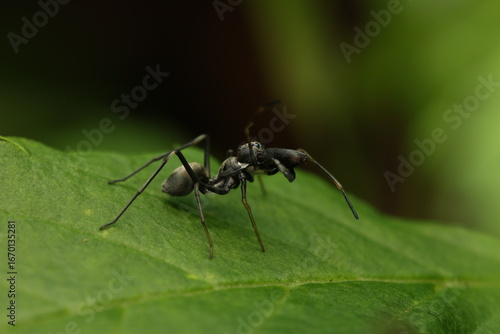 Obraz na plátne Ant-mimic Jumping Spider (Myrmarachne plataleoides), a jumping spider that has evolved both morphology and behavior to mimic black ants