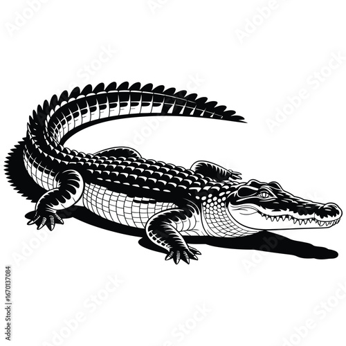 crocodile on a white background