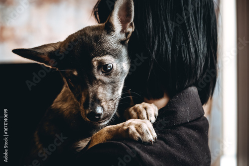 Sad dog is in a volunteer helping hands. An adoption of rescue animal. A lonely lost doggy hugs a human. The person adopts the abandoned homeless dog from a shelter. The pet misses for his dead owner.
