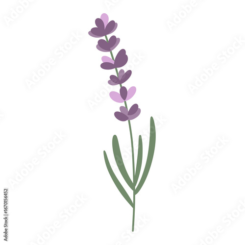 Wallpaper Mural Lavender Herb Plant PNG Clipart Isolated Botanical Illustration Torontodigital.ca
