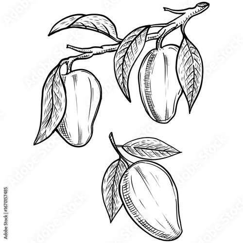 Mango fruit with branch vector line art hand drawn illustration