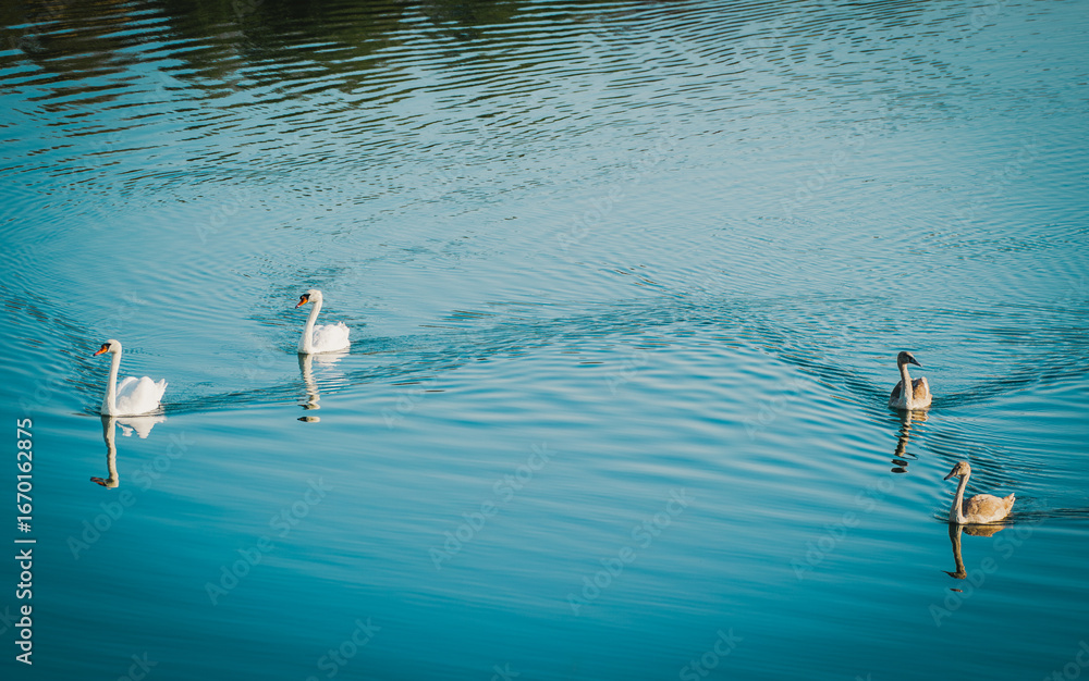 Φωτογραφία Four swans—white and brown—drift across a tranquil blue lake, creating ripples and reflections in a peaceful natural scene