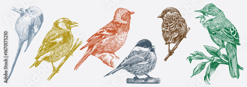 Set of European forest and garden birds.Long tailed tit, goldfinch, chaffinch, whitethroat. Engraved, hand drawn style, line art, hatching technique for wallpaper patterns and birdwatching. 