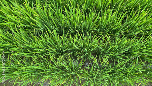 Agricultural Paddy field close up shot in day light