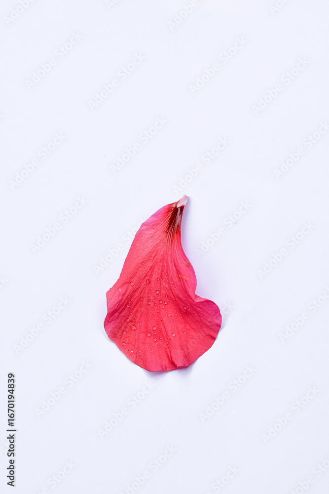 Pink hibiscus flower on white background, Hibiscus rosa-sinensis