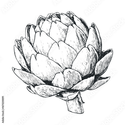 Detailed black and white artichoke sketch with defined texture and shading