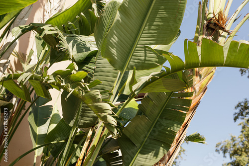 Close-up of vibrant green b...