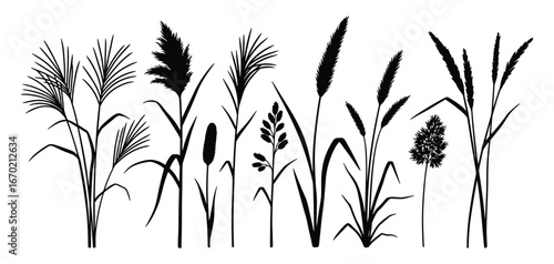 Black Silhouette of Ornamental Grasses and Reed Plants, Field Plants, Meadow Grasses, Isolated on White Background, Vector Illustration