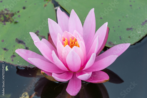 池に咲くピンクの睡蓮の花