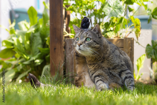 Konstfotografi Tabby cat sits on grass in a garden with one paw in the air