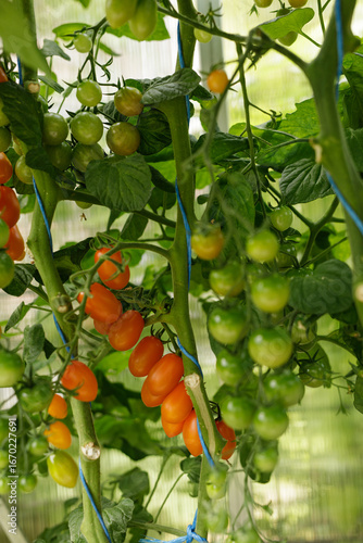Close-up of red and green t...