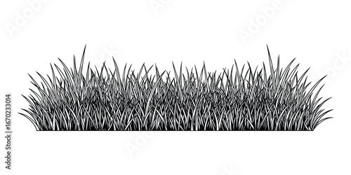 Detailed Black Grass Patch Illustration, Isolated on White Background, Natural Growth, Ground Cover, Botanical Element, Vector Illustration