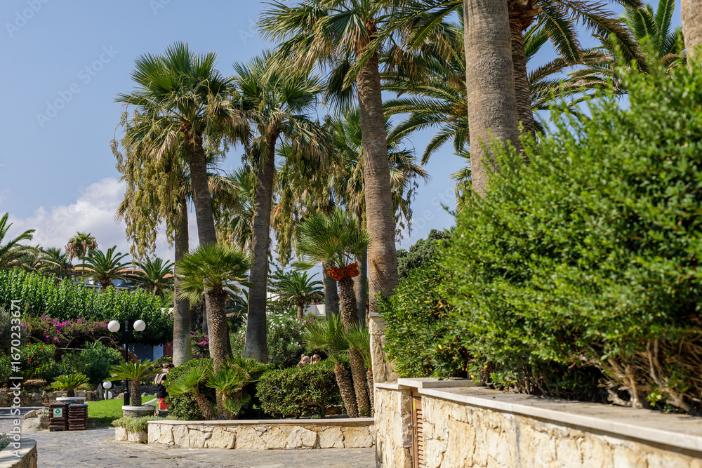 Fototapeta premium Sunny garden scene with tall palm trees, lush greenery, stone wall, and a relaxing atmosphere.