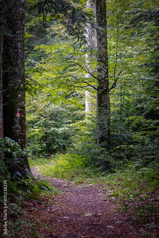 Fototapeta premium Path covered with dry leaves in a lush, green fir forest. Vertical natural landscape. Beauty of plants in nature.