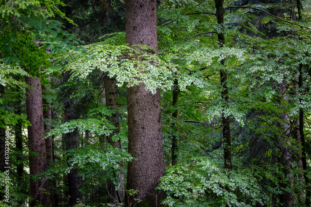 Obraz premium Verdant forest, horizontal landscape