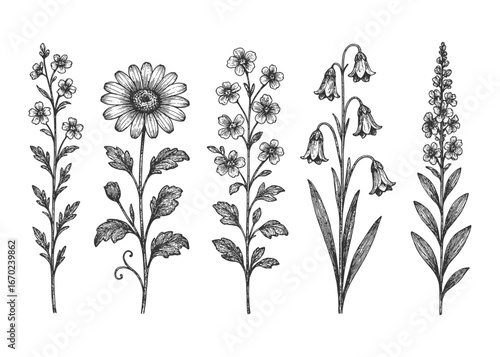 Black-and-white comparative botanical study of five flowering plants with detailed leaves and blooms—educational plate illustration.