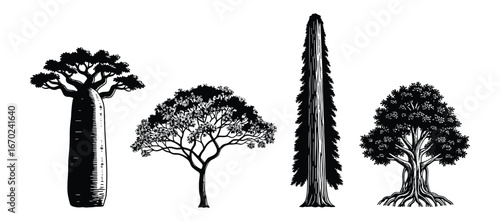 Four Black Tree Silhouettes, Baobab, Acacia, Sequoia, Tropical Trees, Forest Elements, Botanical Illustration, Graphic Style, Vector Illustration