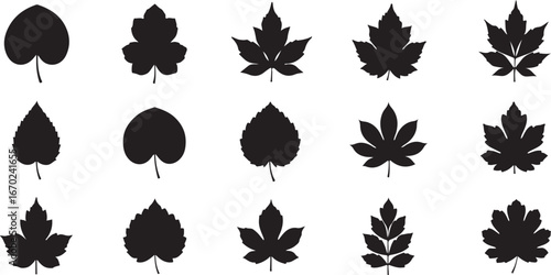 Collection of black silhouette maple leaves for autumn design and seasonal decor elements