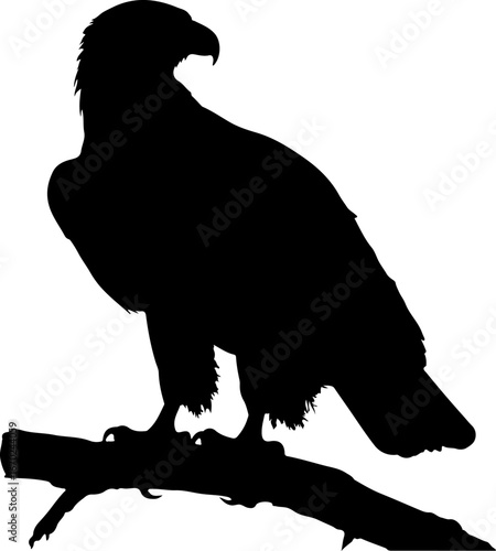 Eagle Bird Silhouette Vector Art