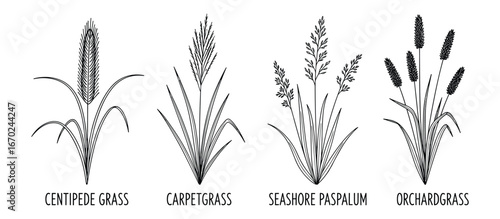 Four Types of Grasses Centipede Carpet Seashore Paspalum and Orchardgrass Black Outline Shapes Vector Illustration